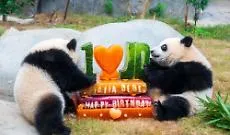 L'Ocean Park di Hong Kong celebra i 50 anni con nuove strutture e iniziative